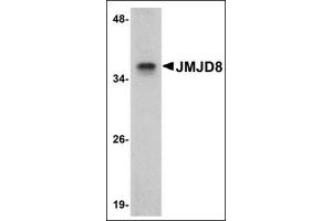 Western blot analysis of JMJD8 in rat kidney tissue lysate with this product at 1 μg/ml. (JMJD8 抗体  (C-Term))