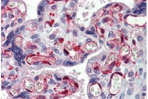 Human Placenta: Formalin-Fixed, Paraffin-Embedded (FFPE) (NOP56 抗体  (AA 193-242))