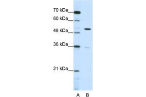 Western Blotting (WB) image for anti-Zinc Finger Protein 485 (ZNF485) antibody (ABIN2461982) (ZNF485 抗体)