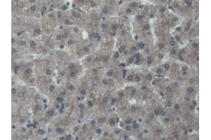 DAB staining on IHC-P; Samples: Porcine Liver Tissue (NOG 抗体  (AA 28-232))