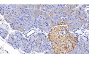 Detection of GHRL in Mouse Pancreas Tissue using Polyclonal Antibody to Ghrelin (GHRL) (Ghrelin 抗体  (AA 28-117))