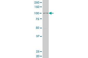 SIX4 monoclonal antibody (M05), clone 3B8 Western Blot analysis of SIX4 expression in Hela S3 NE . (SIX4 抗体  (AA 672-780))