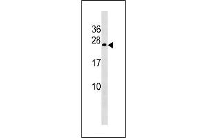 COX4NB Antibody (Center) (ABIN1881224 and ABIN2843225) western blot analysis in A549 cell line lysates (35 μg/lane). (COX4NB 抗体  (AA 78-106))