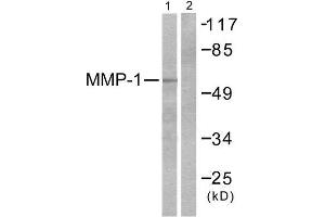 Western Blotting (WB) image for anti-Matrix Metallopeptidase 1 (Interstitial Collagenase) (MMP1) (C-Term) antibody (ABIN1848668) (MMP1 抗体  (C-Term))