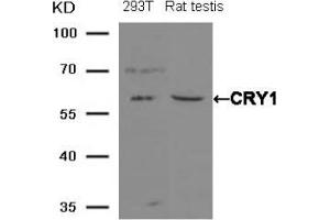 Western blot analysis of extracts from 293T cells and Rat testis tissue using CRY1 antibody (CRY1 抗体  (AA 551-555))