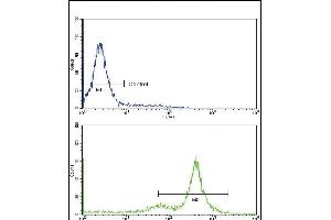 Flow cytometric analysis of K562 cells using TDG Antibody (C-term)(bottom histogram) compared to a negative control cell (top histogram)FITC-conjugated goat-anti-rabbit secondary antibodies were used for the analysis. (TDG 抗体  (C-Term))