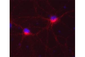 Indirect immunofluorescence on cultured rat neurons (dilution 1 : 250; red). (Syntaxin 12/13 (AA 1-250), (Cytoplasmic Domain) 抗体)