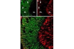 Expression of α2A-Adrenoreceptor in rat cerebellum - Immunohistochemical staining of rat cerebellum free floating frozen section using Anti-α2A-Adrenergic Receptor (extracellular) Antibody (ABIN7042899, ABIN7043918 and ABIN7043919). (ADRA2A 抗体  (Extracellular, N-Term))