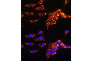 Immunofluorescence analysis of NIH/3T3 cells using  Rabbit pAb (ABIN1678653, ABIN5664340, ABIN5664342 and ABIN6220284) at dilution of 1:100. (AMPD1 抗体  (AA 50-260))