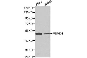 Western blot analysis of K562 cell and jurkat cell lysate using PSMD4 antibody. (PSMD4/ASF 抗体  (AA 1-377))
