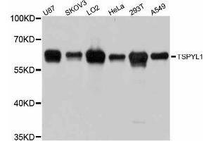 Western blot analysis of extracts of various cell lines, using TSPYL1 antibody (ABIN5999118) at 1:3000 dilution. (TSPYL1 抗体)