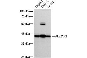 Western blot analysis of extracts of various cell lines, using (ABIN7268912) at 1:500 dilution. (NIF3L1 抗体)