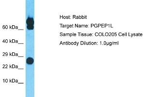 Host: Rabbit Target Name: PGPEP1L Sample Type: COLO205 Whole Cell lysates Antibody Dilution: 1. (PGPEP1L 抗体  (N-Term))