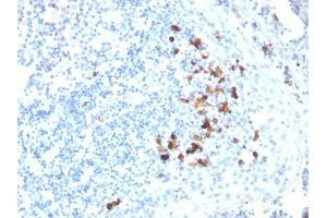 Formalin-fixed, paraffin-embedded human tonsil stained with IgA Mouse Monoclonal Antibody (HISA43). (IGHA1 & IGHA2 抗体)