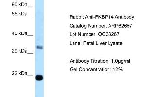 Western Blotting (WB) image for anti-FK506 Binding Protein 14, 22 KDa (FKBP14) (C-Term) antibody (ABIN2789201) (FKBP14 抗体  (C-Term))