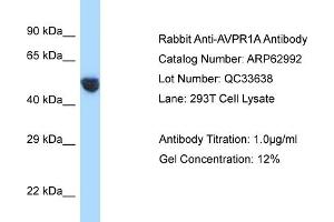 Western Blotting (WB) image for anti-Arginine Vasopressin Receptor 1A (AVPR1A) (C-Term) antibody (ABIN2789326) (AVPR1A 抗体  (C-Term))