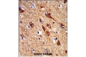 Formalin-fixed and paraffin-embedded human brain tissue reacted with ACCN1 Antibody (Center), which was peroxidase-conjugated to the secondary antibody, followed by DAB staining. (ACCN1 抗体  (AA 120-148))