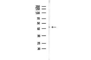 Western blot analysis of lysates from Hela cells(LPS 4h treatment), using p38 MAPK Antibody at 1/1000 dilution.