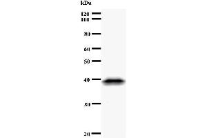 Western Blotting (WB) image for anti-CDC5 Cell Division Cycle 5-Like (S. Pombe) (CDC5L) antibody (ABIN933108) (CDC5L 抗体)