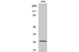 Western Blotting (WB) image for anti-NADH Dehydrogenase (Ubiquinone) Flavoprotein 2, 24kDa (NDUFV2) (Internal Region) antibody (ABIN3180201) (NDUFV2 抗体  (Internal Region))