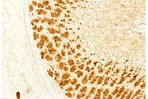 ABIN6265217 and ABIN6276403 at 1/100 staining Rat stomach tissue by IHC-P. (SOCS3 抗体  (C-Term))