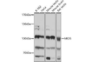 Western blot analysis of extracts of various cell lines, using MIOS antibody (ABIN7271364) at 1:1000 dilution. (MIOS 抗体)