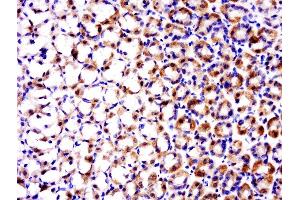 Paraformaldehyde-fixed, paraffin embedded rat stomach, Antigen retrieval by boiling in sodium citrate buffer (pH6. (TRAF1 抗体  (AA 301-416))