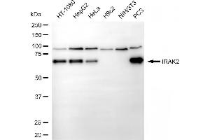 Western blotting analysis using IRAK2 antibody (ABIN7799114). (IRAK2 抗体)