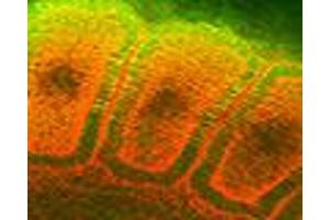 Hsp25 Hsp27 (8A7), somites of a rat embryo  Courtesy of Mike Welsh, UMich . (HSP27 抗体)
