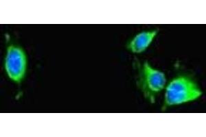 Immunofluorescent analysis of Hela cells using ABIN7172232 at dilution of 1:100 and Alexa Fluor 488-congugated AffiniPure Goat Anti-Rabbit IgG(H+L) (TRAF2 抗体  (AA 147-281))