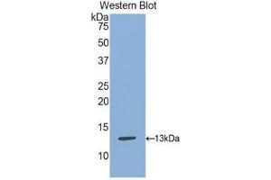 Western Blotting (WB) image for anti-S100 Calcium Binding Protein A13 (S100A13) (AA 2-98) antibody (ABIN1078500) (S100A13 抗体  (AA 2-98))