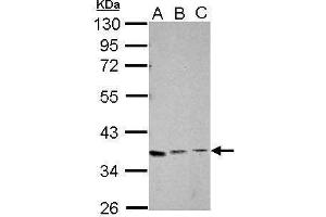 XRCC4 抗体  (C-Term)