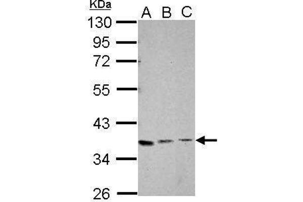 XRCC4 抗体  (C-Term)