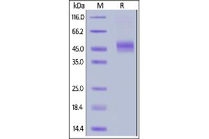 Biotinylated Cynomolgus CD64, His,Avitag on  under reducing (R) condition. (FCGR1A Protein (AA 11-288) (His tag,AVI tag,Biotin))