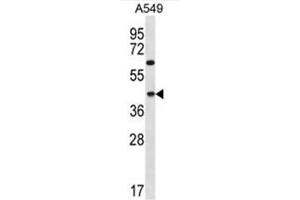 C109B Antibody (C-term) western blot analysis in A549 cell line lysates (35µg/lane). (C109B (AA 298-328), (C-Term) 抗体)