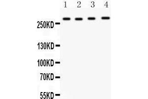Anti-Mannose 6 Phosphate Receptor(Cation independent) antibody, Western blotting All lanes: Anti Mannose 6 Phosphate Receptor (Cation independent)  at 0. (IGF2R 抗体  (C-Term))