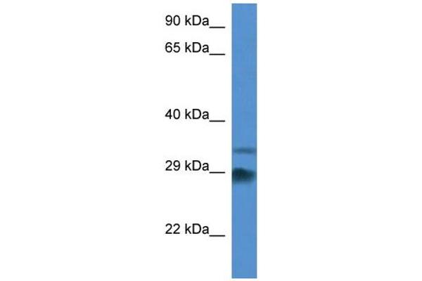 ODF1 抗体  (Middle Region)