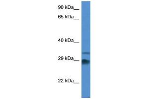WB Suggested Anti-Odf1 Antibody Titration: 1. (ODF1 抗体  (Middle Region))