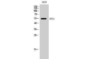 Western Blotting (WB) image for anti-V-Ets erythroblastosis Virus E26 Oncogene Homolog 1 (Avian) (ETS1) (Ser369) antibody (ABIN3184564) (ETS1 抗体  (Ser369))