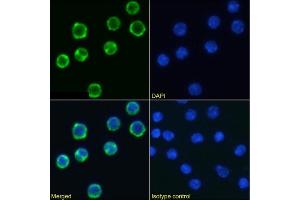Immunofluorescence staining of mouse splenocytes using anti-CD98 antibody RL388. (Recombinant SLC3A2 抗体)