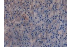 Detection of GAB3 in Mouse Pancreas Tissue using Polyclonal Antibody to GRB2 Associated Binding Protein 3 (GAB3) (GAB3 抗体  (AA 142-375))