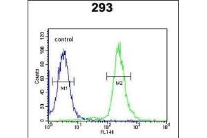 GBP7 Antibody (C-term) (ABIN651102 and ABIN2840070) flow cytometric analysis of 293 cells (right histogram) compared to a negative control cell (left histogram). (GBP7 抗体  (C-Term))