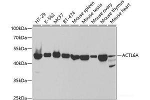 Western blot analysis of extracts of various cell lines using ACTL6A Polyclonal Antibody at dilution of 1:1000. (BAF53A 抗体)