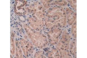 IHC-P analysis of kidney tissue, with DAB staining. (KIR2DL3 抗体  (AA 22-342))