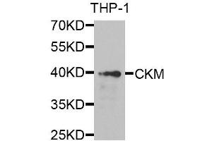 Western blot analysis of extracts of THP-1 cells, using CKM antibody. (CKM 抗体  (AA 1-381))