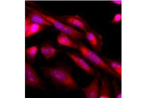 Immunofluorescence (IF) image for anti-Mitogen-Activated Protein Kinase 3 (MAPK3) antibody (ABIN567619) (ERK1 抗体)