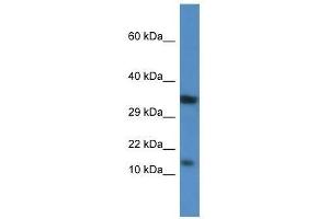 Western Blot showing Pkib antibody used at a concentration of 1. (PKIB 抗体  (Middle Region))