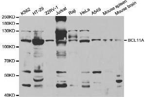 Western blot analysis of extracts of various cell lines, using BCL11A antibody (ABIN5973162) at 1/1000 dilution. (BCL11A 抗体)