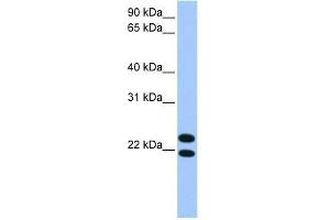 LOC732440 antibody used at 0. (LOC732440 抗体  (C-Term))