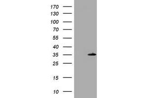 Image no. 1 for anti-DNA-Damage-Inducible Transcript 3 (DDIT3) antibody (ABIN1497790) (DDIT3 抗体)